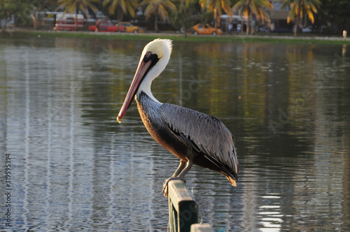  Pelican posing on the pier at Laguito Cartagena photo