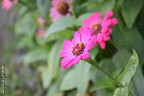 Zinnia flowers are blooming in the morning.