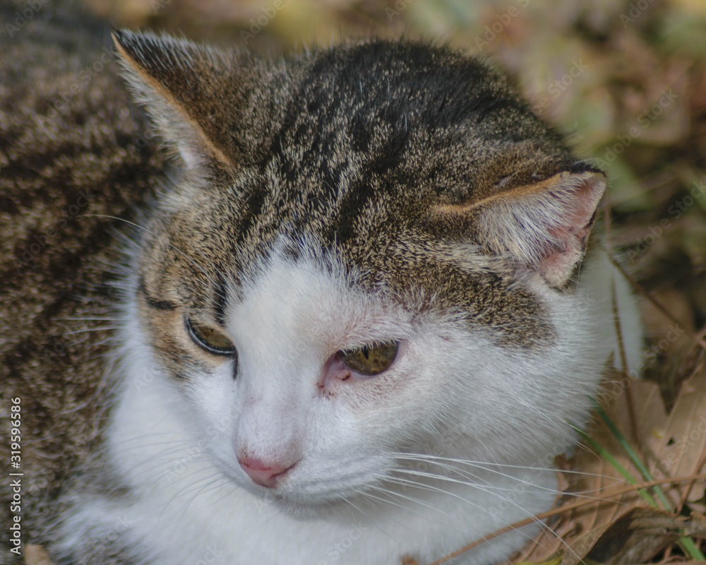 cat with green eyes cat with green eyes