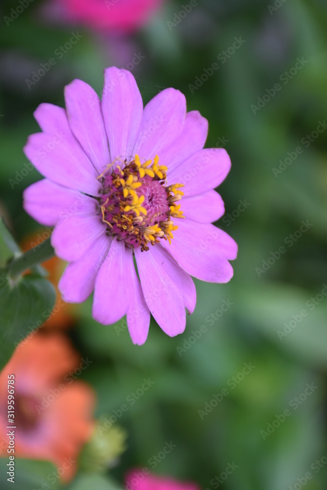 Zinnia flowers are blooming in the morning. Zinnia flowers are blooming in the morning.