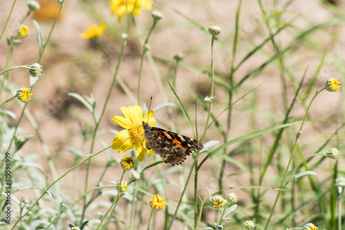 A butterfly feeding in the desert.