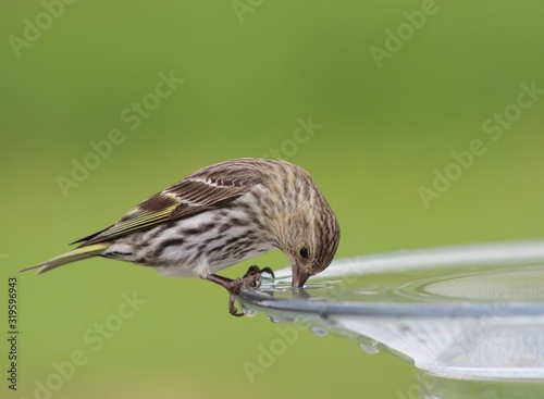 Fototapeta Close-Up Of Sparrow Drinking Water