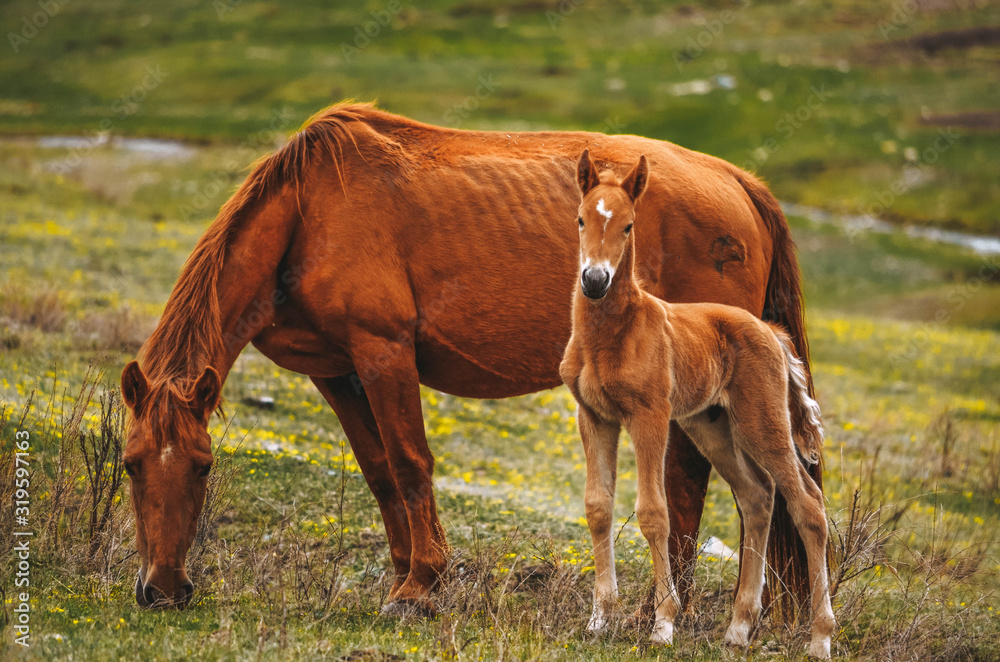 wild horses are grazing on the field wild horses are grazing on the field