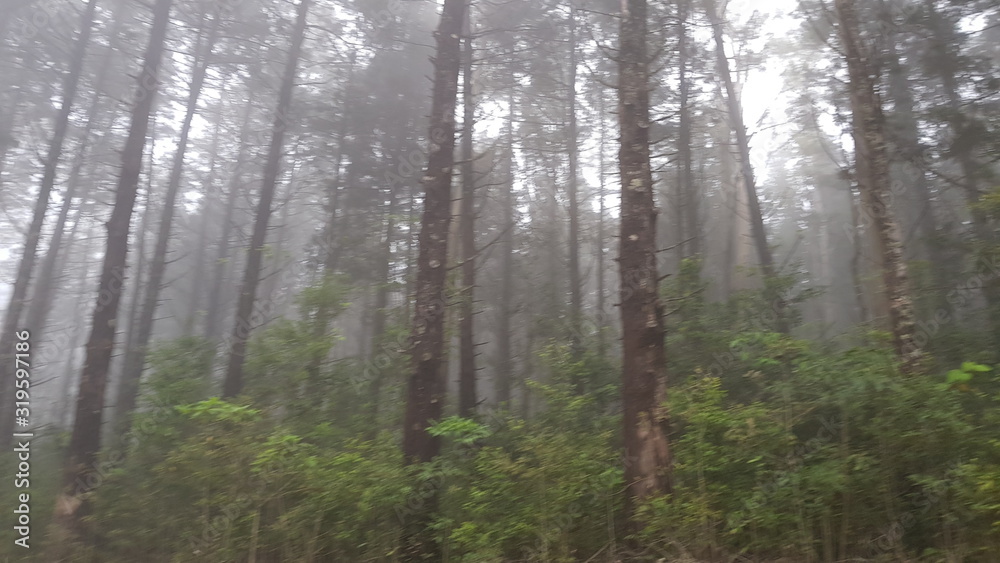 Fototapeta premium Cloud forest Costa Rica