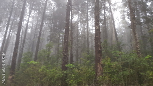Cloud forest Costa Rica