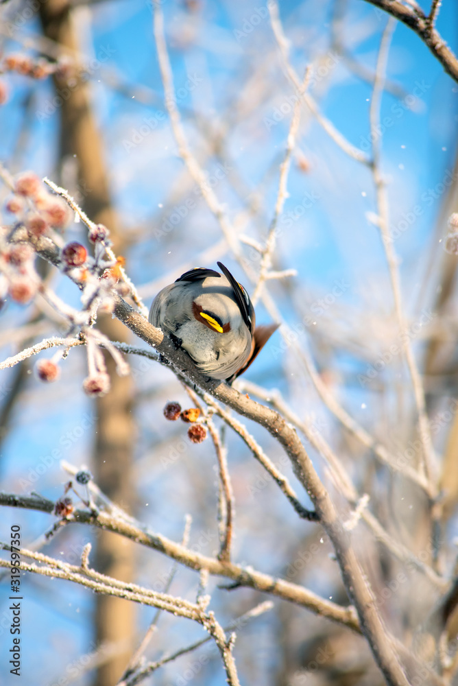 a Piper with a tuft sits on a snowy berry branch with his back to the camera. The wild bird was offended a Piper with a tuft sits on a snowy berry branch with his back to the camera. The wild bird was offended
