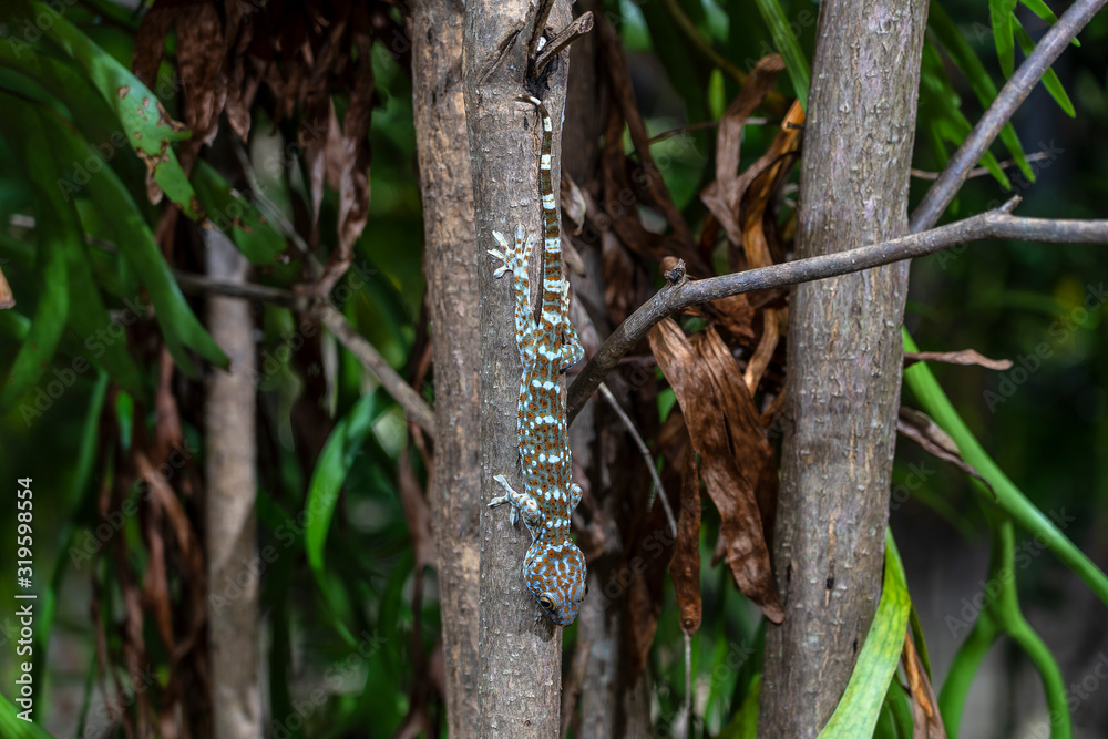Tokay gecko on a tropical tree at night on the island of Koh Phangan, Thailand Tokay gecko on a tropical tree at night on the island of Koh Phangan, Thailand