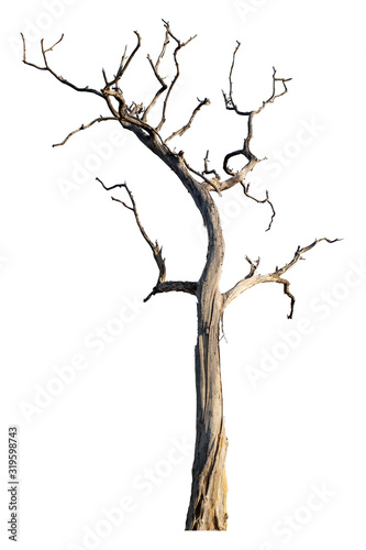 The dead tree that is completely separated from the background with perfection Can be used in many ways