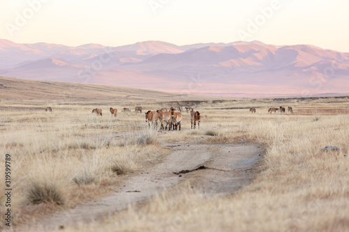 large group of Przewalski's horse at khustain nuruu national park mongolia during sunset photo