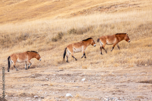 small group of Przewalski's horse at khustain nuruu national park mongolia during sunset