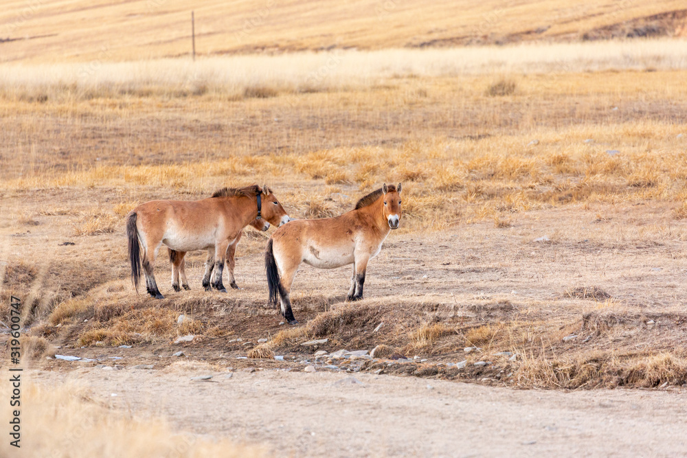 small group of Przewalski's horse at khustain nuruu national park mongolia during sunset small group of Przewalski's horse at khustain nuruu national park mongolia during sunset