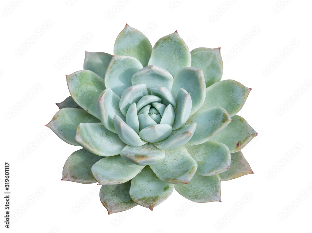 Miniature succulent plants (succulent cactus) isolated on white