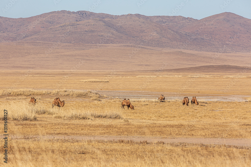 The Bactrian camel (Camelus bactrianus) is a large, even-toed ungulate native to the steppes of Mongolia. The Bactrian camel has two humps on its back The Bactrian camel (Camelus bactrianus) is a large, even-toed ungulate native to the steppes of Mongolia. The Bactrian camel has two humps on its back