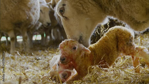 Close-up portrait still shot of a white mother pig (ewe) licking its newborn twin lamb at a livestock farm, UK