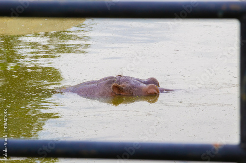 naturaleza exotico verde colombia america el sur pereira quindio salvaje flamenco oso rios papagayo pisingo hipopotamo danta jaguar cocodrilo bufalo mono jirafa cebra bioparque sabana africa salvaje  photo