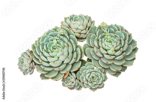Miniature succulent plants (succulent cactus) isolated on white