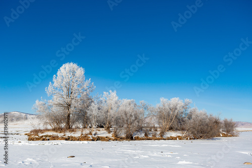 Panoramic view of winter landscape.pine Trees covered in frost and snow.view of north part of mongolia , Ulaantaiga Bio Reserve © Pises Tungittipokai