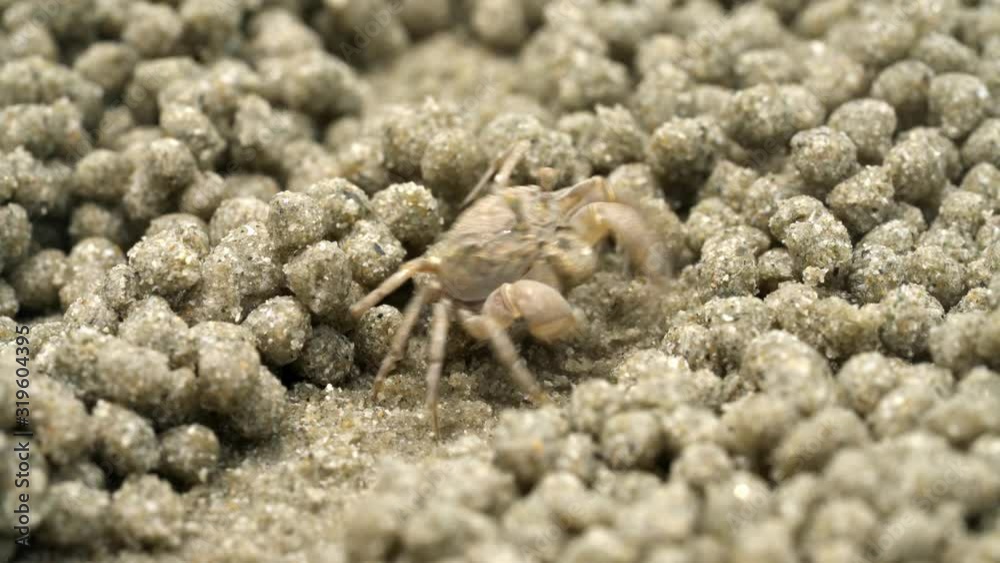 Ghost crab eating food on sand beach