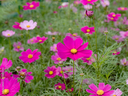 The field of fresh and natural colorful cosmos flower  flower meadows