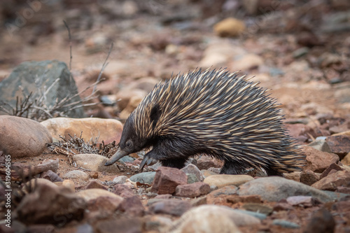 short-beaked echidna 1 photo
