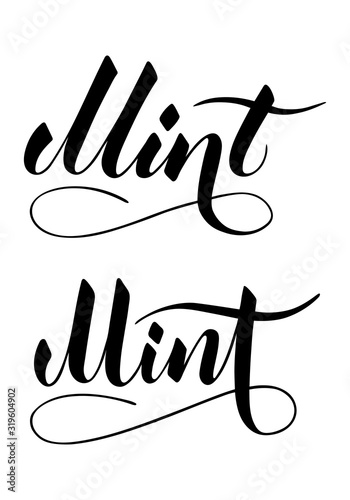 Vector hand written mint text isolated on white background. Kitchen healthy herbs and spices for cooking. Script brushpen lettering with flourishes. Handwriting for banner, poster, product label
