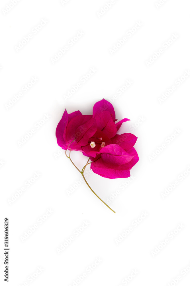 Spring Womans day Mothers day greaeting card template