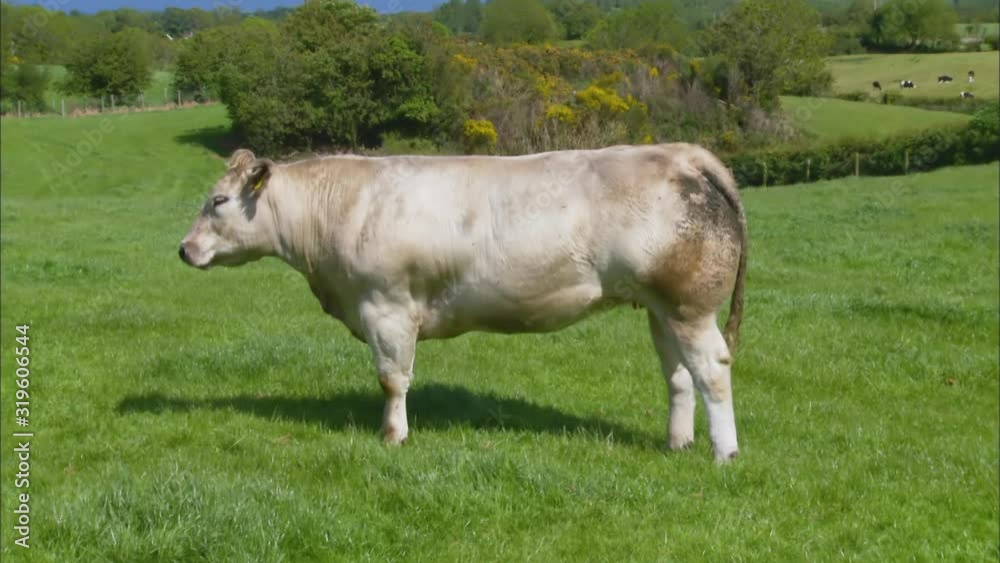 Medium close-up low angle still shot of a white beef cow standing at a countryside grazing field, UK Medium close-up low angle still shot of a white beef cow standing at a countryside grazing field, UK