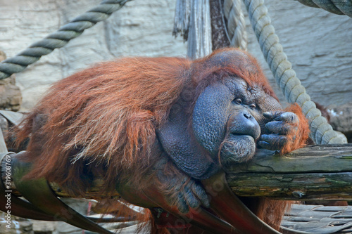 Rare animals of the world. Orangutan