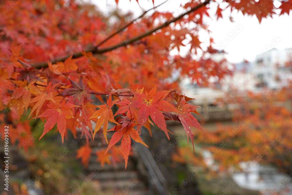 Closed up of the red maple leaves in autumn season Closed up of the red maple leaves in autumn season