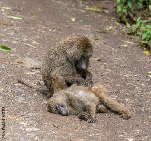 Two baboons siting and taking care of each other.