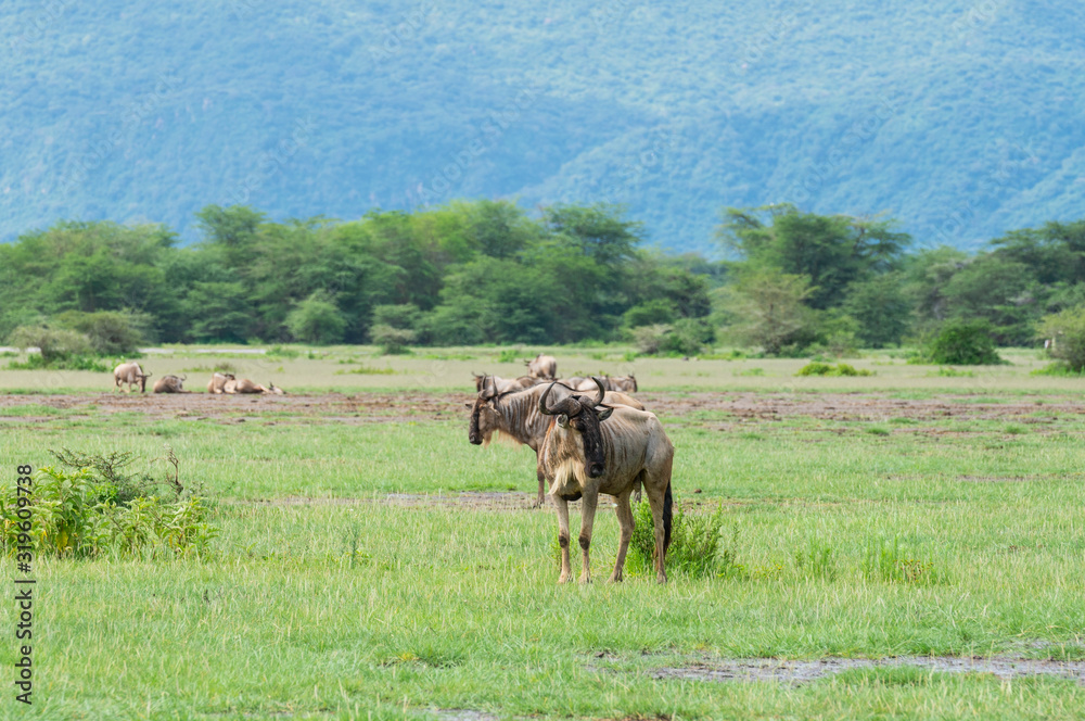 Wildebeest Gnu, Serengeti, Tanzaniz, true wildlife Wildebeest Gnu, Serengeti, Tanzaniz, true wildlife