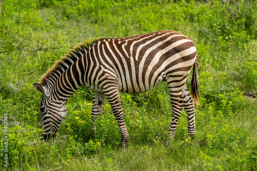 Zebra in the grasslands of the National Park. Africa