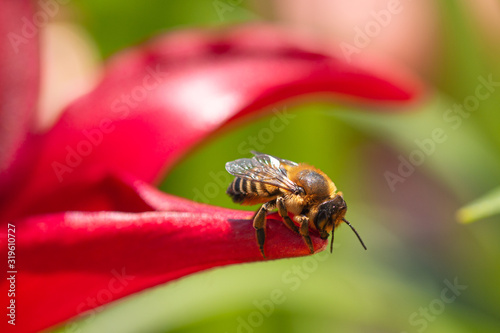 close up of worker bee (apis mellifera) sitting in the sunlight on a petal of red lily blossom photo