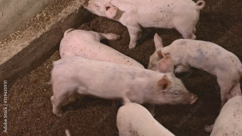 Cute newborn piglet in organic rural farm agricultural. Livestock industry concept. Cute newborn piglet in organic rural farm agricultural. Livestock industry concept.