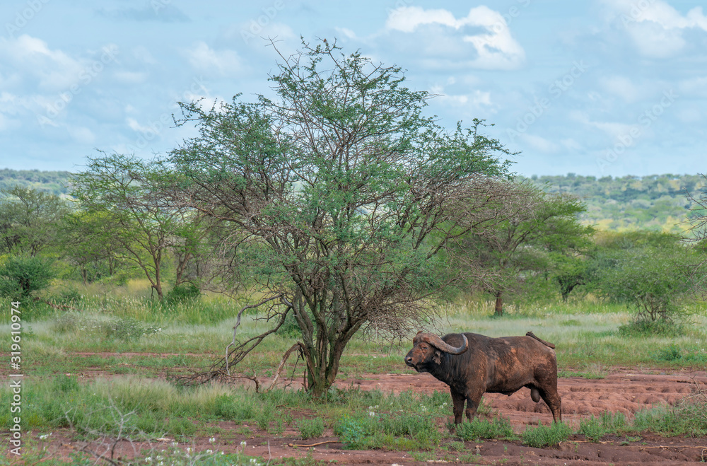 Wild african Buffalo in Tanzania Wild african Buffalo in Tanzania