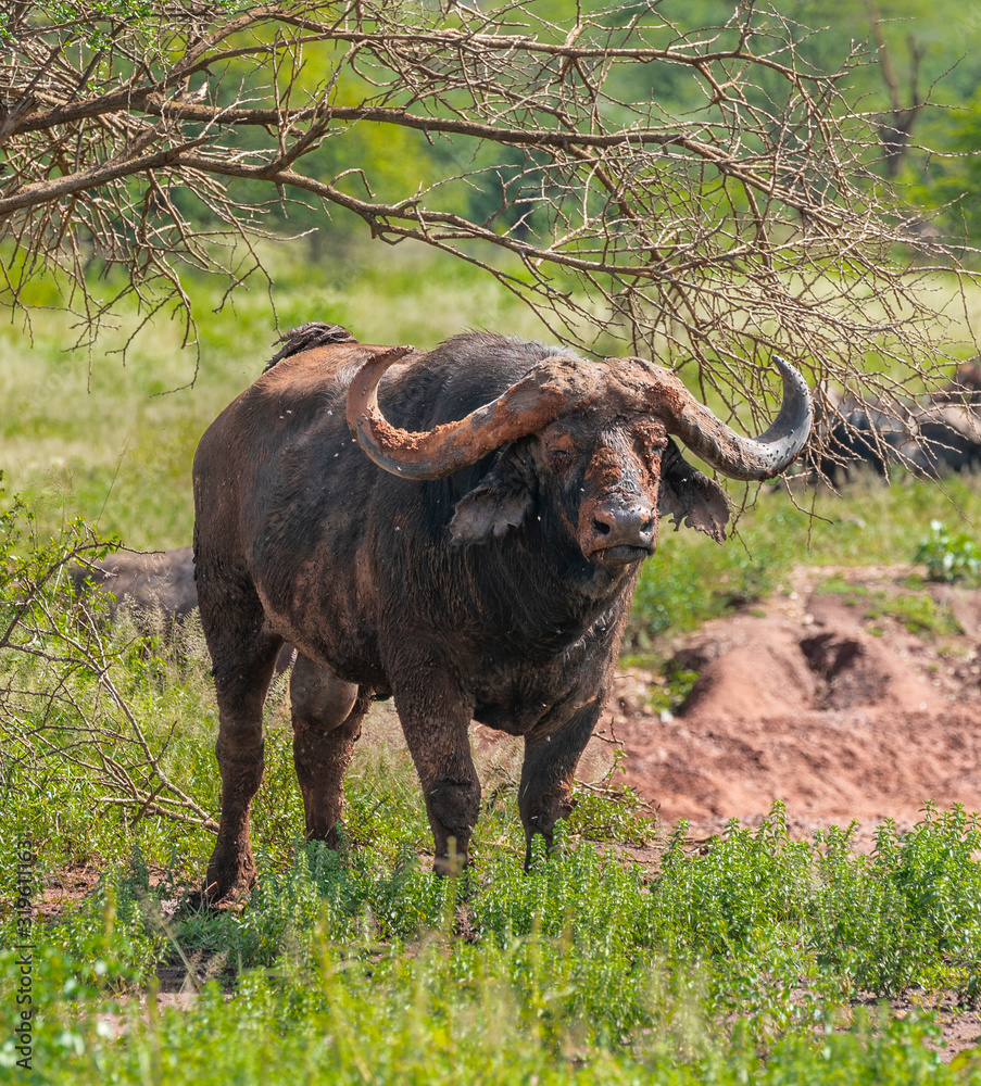 Wild buffalo facing camera