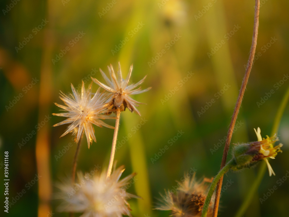 floral summer spring background conceptual. close up on flowers against blurry background. soft focus. free copy space. colourful artisitic images floral summer spring background conceptual. close up on flowers against blurry background. soft focus. free copy space. colourful artisitic images