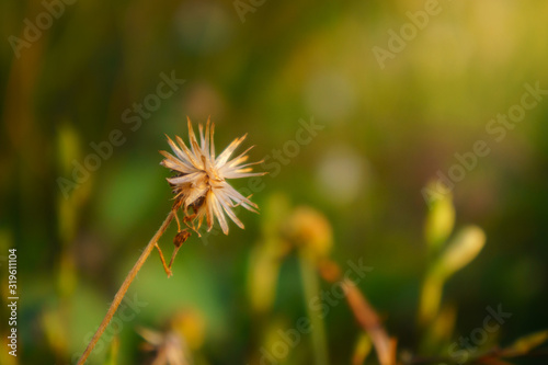 floral summer spring background conceptual. close up on flowers against blurry background. soft focus. free copy space. colourful artisitic images