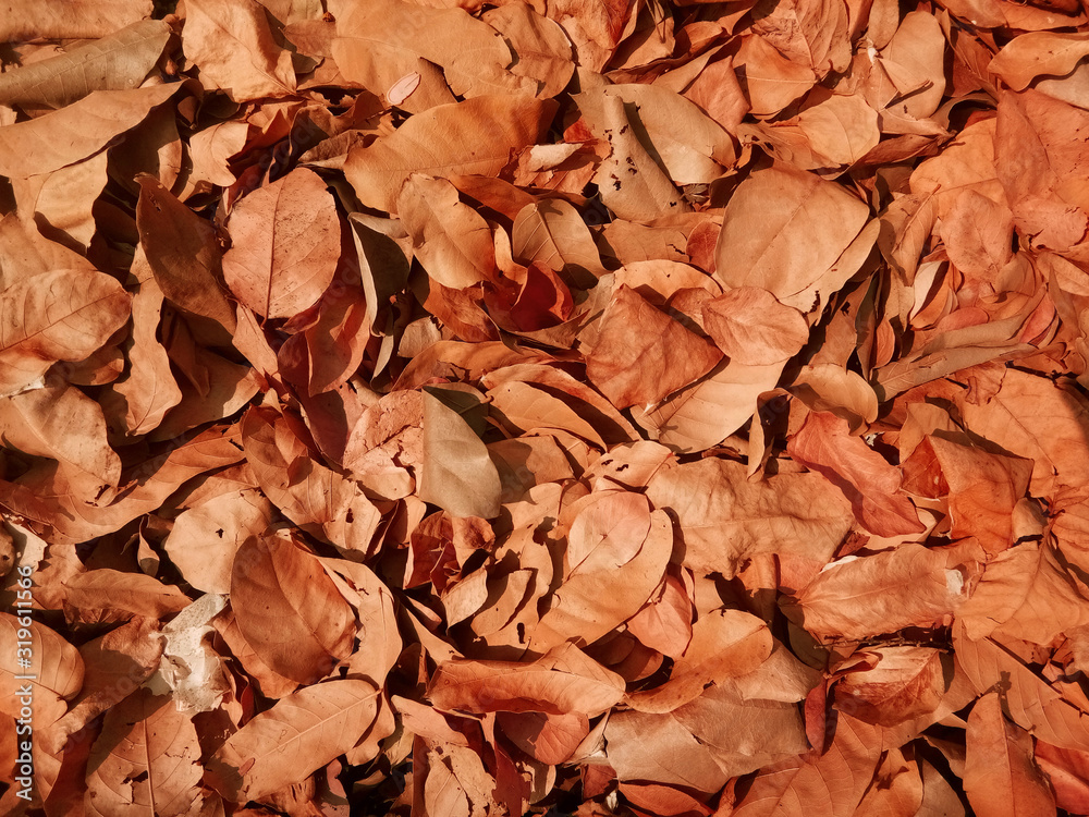 Dry leaf background in the autumn season
