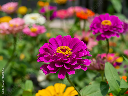 Macro of Zinnia flower