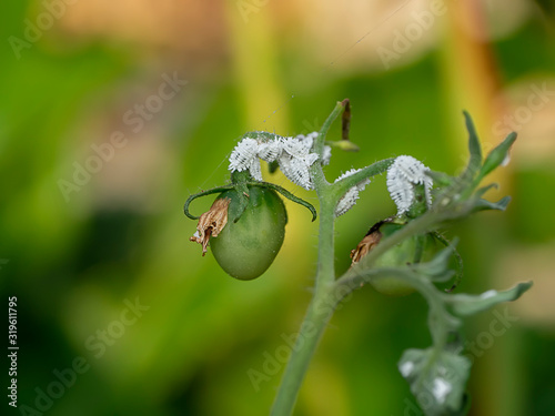 Close up of Pseudococcidae on branch of tomato tree.