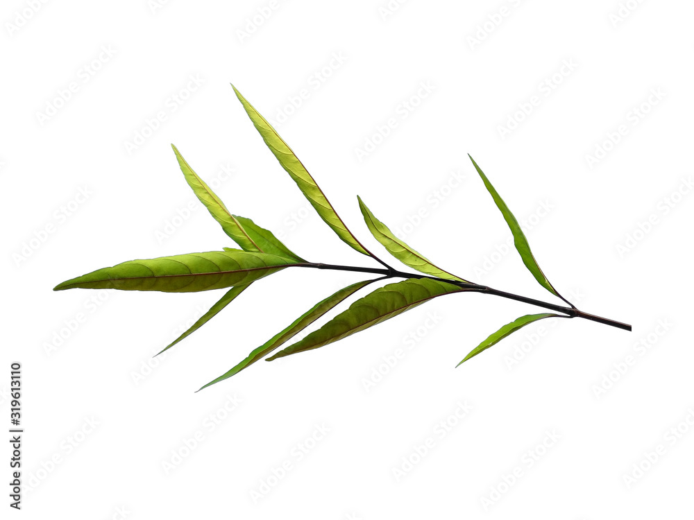 Fototapeta premium Green leaf or green leaves on white background. Justicia Fragilis leaf or justicia gendarussa leaves Isolated on white background.