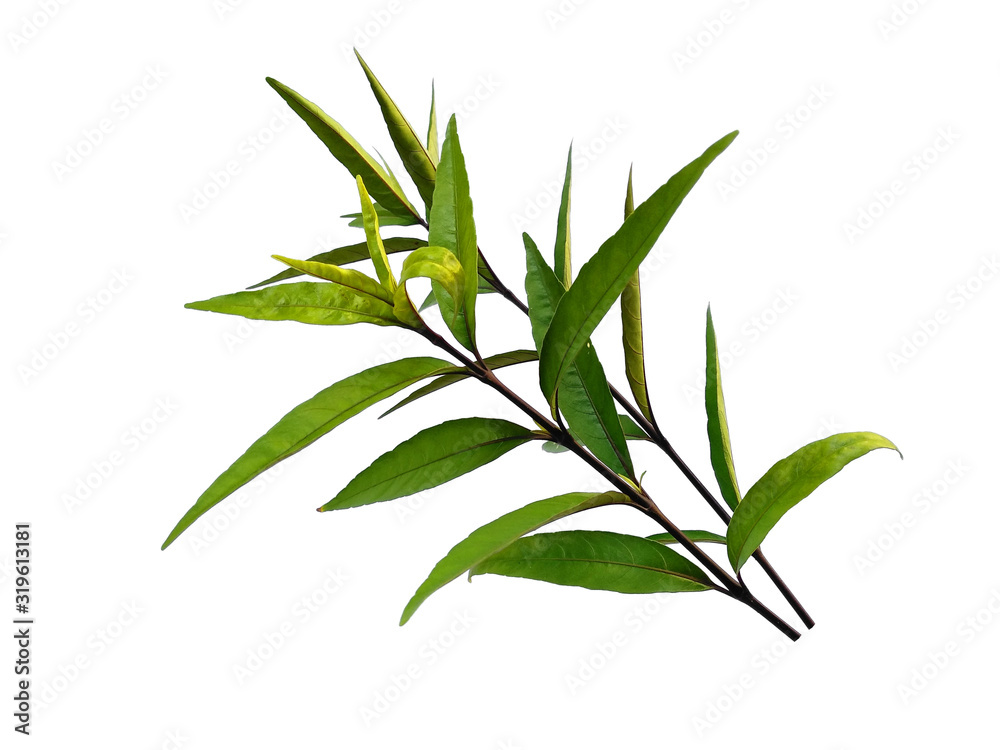 Green leaf or green leaves on white background. Justicia Fragilis leaf or justicia gendarussa leaves Isolated on white background.