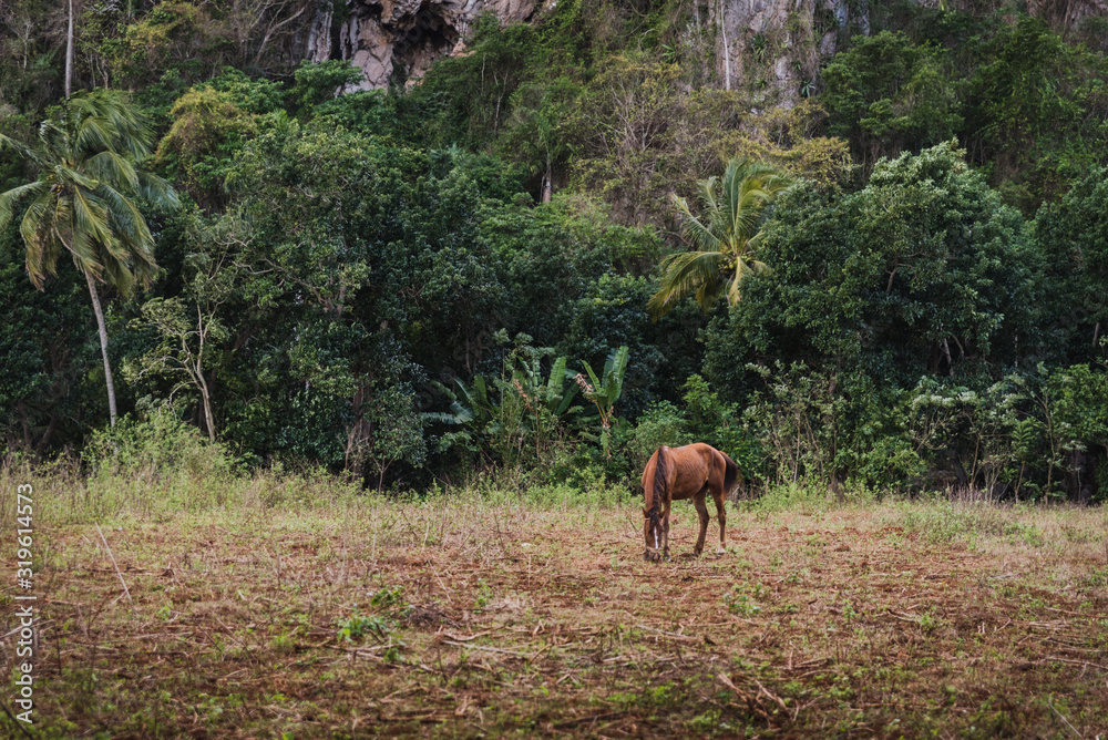 A horse eating in a field next to the mountains in Cuba. A horse eating in a field next to the mountains in Cuba.