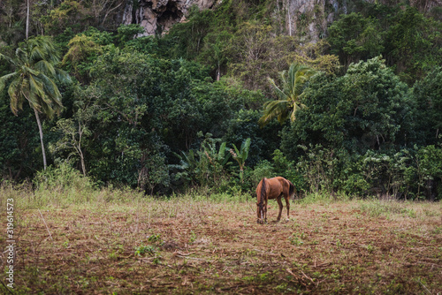 A horse eating in a field next to the mountains in Cuba.  © Rosemary