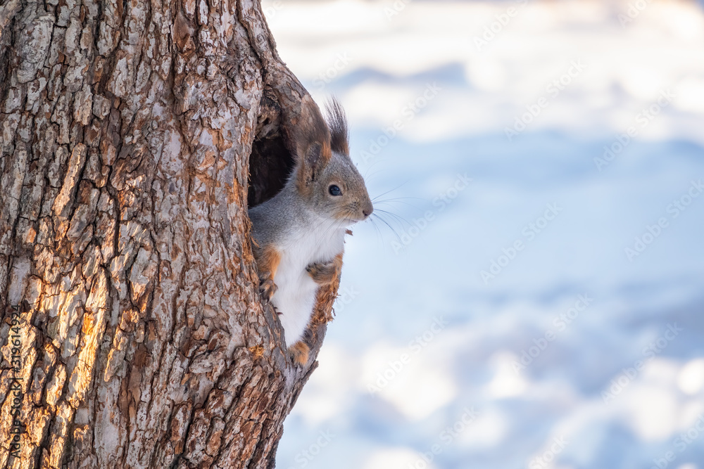 Squirrel in winter looking out of a hollow tree. Squirrel in winter looking out of a hollow tree.