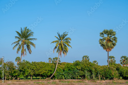Coconut and sugar palm trees in Agricultural garden.