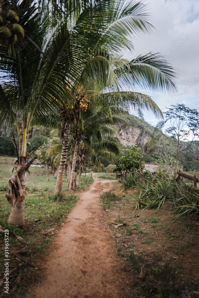 A path with palm trees in Vinales, Cuba. 