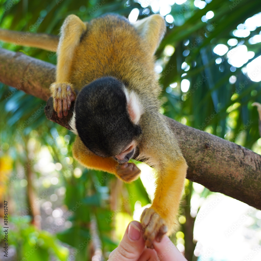 Obraz premium A cute little squirrel monkey sits upside down in the jungle on a branch and eats from human hands. fluffy saimiri monkey on a background of green foliage. funny portrait. Ishigaki, Japan