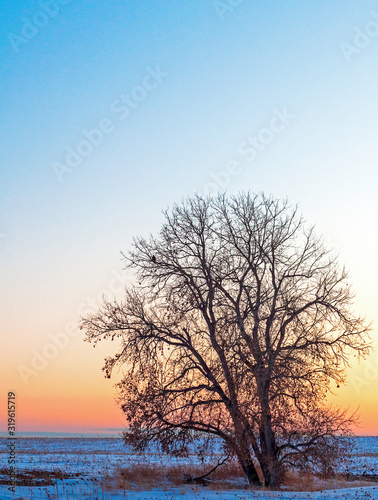 tree at sunset in winter © Joseph Rouse